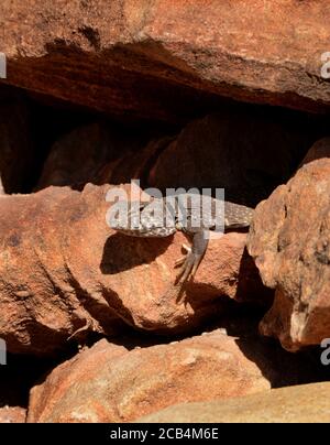 Un lézard à col de l'est (Crotaphytus collaris) se prélasse au soleil sur un affleurement rocheux dans le désert américain du Sud-Ouest. Banque D'Images