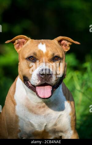 Portrait d'un Staffordshire Terrier américain brun Banque D'Images