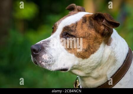 Portrait d'un Staffordshire Terrier américain bringé Banque D'Images