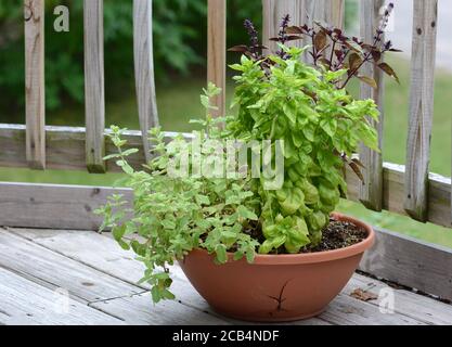 Herbes poussant dans un pot de patio Banque D'Images