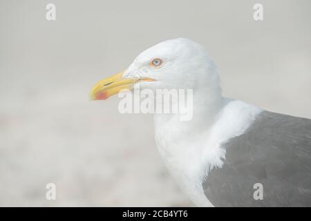 Kelp Gull (Larus dominicanus) Banque D'Images