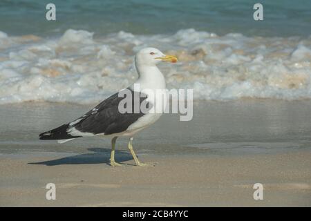 Kelp Gull (Larus dominicanus) Banque D'Images