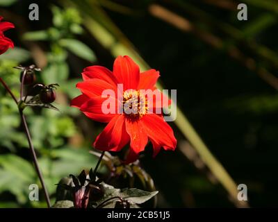Gros plan d'un dahlia 'Evêque de Llandaff' sous le lumière du soleil Banque D'Images