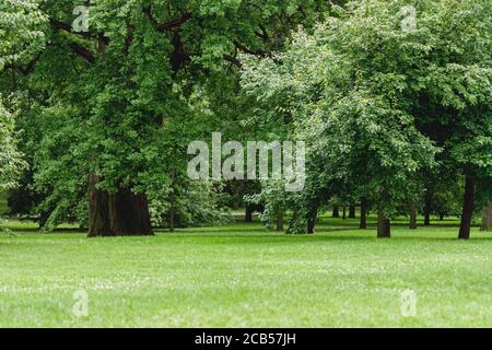 glade verte avec arbres à feuilles caduques dans le parc de la ville d'été Banque D'Images