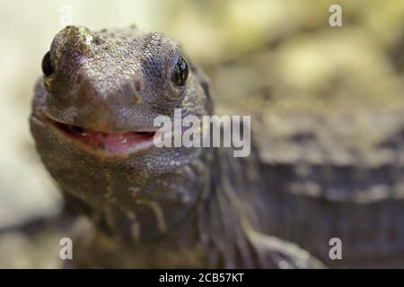 Gros plan de Tuatara en Nouvelle-Zélande Banque D'Images