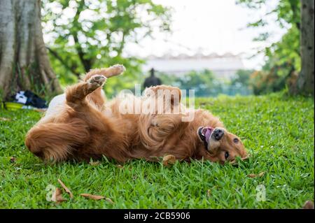 Golden retriever roulant sur l'herbe Banque D'Images