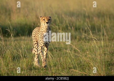 Cheetah marchant dans la grande herbe verte regardant alerte à Masai Mara Kenya Banque D'Images