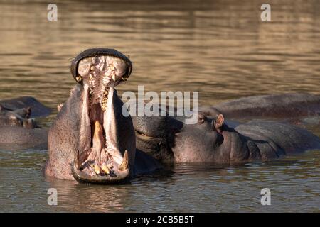 Gousse d'hippopotame avec un adulte qui baille d'hippopotame en jaune Lumière de l'après-midi à Masai Mara Kenya Banque D'Images