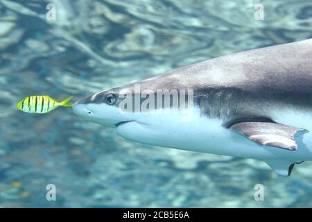 Requin récif de Blacktip, Carcharhinus melanopterus, avec un pélotfish doré, Gnathanodon specioisus Banque D'Images