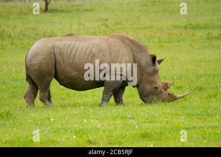 Le rhinocéros noir (ou rhinocéros bicornis à lèvres accroché) est une espèce de rhinocéros originaire d'Afrique orientale et centrale où il se nourrit de légumes Banque D'Images
