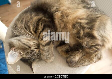 Chat de shorthair européen dormant Banque D'Images