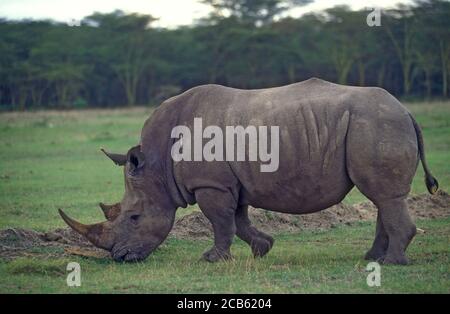 Rhinocéros blancs ou rhinocéros à lèvres carrées (Ceratotherium simum) photographiés Lac Nakuru, Kenya Banque D'Images