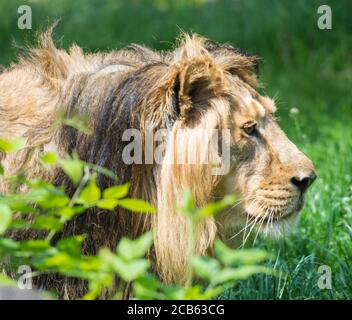 Gros plan portrait en profil de la tête un lion asiatique, Panthera leo persica, marchant dans l'herbe le roi des bêtes, le plus grand chat du monde. Le Banque D'Images