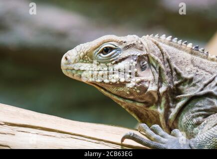 Gros plan sur le visage d'un iguana de roche cubaine, espèce tropicale et vulnérable de lézard de la côte de Cuba. Mise au point sélective sur l'œil. Banque D'Images