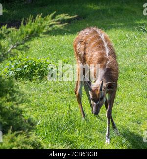 Gros plan d'une montagne de l'est bongo Tragelaphus eurycerus isaaci paissant dans un pâturage d'herbe, espèce animale gravement menacée d'Afrique Banque D'Images