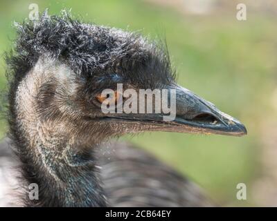 Gros plan portrait de profil, photo de la tête de l'émeu australien, Dromaius novaehollandiae, flou, naturel, arrière-plan bokeh, deuxième plus grand oiseau au monde Banque D'Images