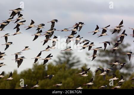 Un troupeau de stilts de pied (Himantopus leucocephalus) volant près de Newcastle, en Australie Banque D'Images