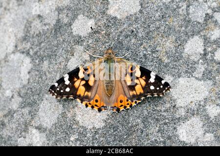 Butterlfy dame peinte sur les Fleurs de Lantana camara Banque D'Images