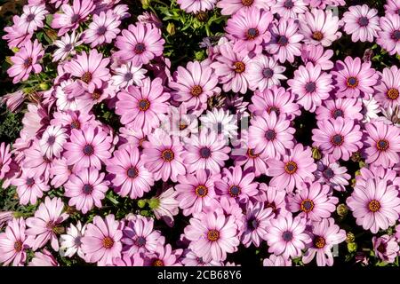 Cape Daisy Arctotis acaulis hybrides roses Osteospermum Banque D'Images