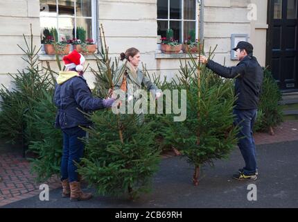 Un couple a le choix entre des arbres de Noël dans un Cotswold famers marché Banque D'Images