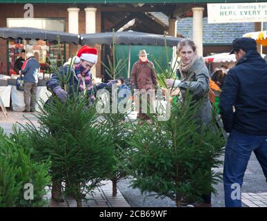 Un couple a le choix entre des arbres de Noël dans un Cotswold famers marché Banque D'Images