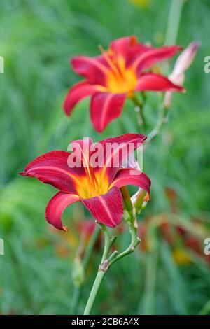 Écarlate unique, fleur de type lys d'Hemerocallis 'Stafford'. « Stafford » avec un arrière-plan vert hors foyer Banque D'Images