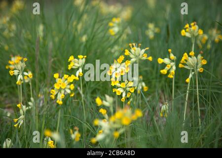 Des cowslips dans un pré anglais traditionnel Banque D'Images