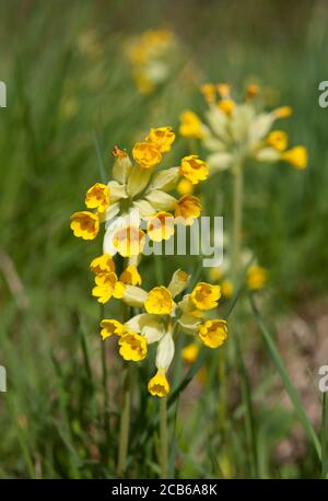 Des cowslips dans un pré anglais traditionnel Banque D'Images