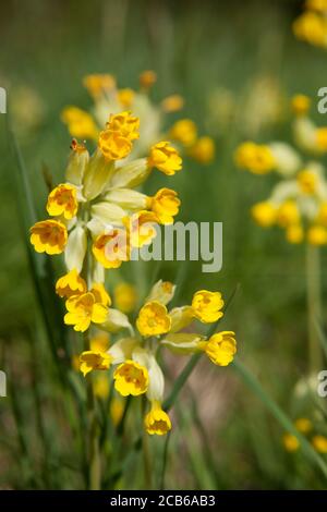 Des cowslips dans un pré anglais traditionnel Banque D'Images