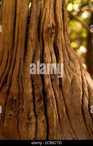 Arrière-plan en bois ancien avec des fissures. Trancher d'un arbre à la texture de bois vieillié. Banque D'Images