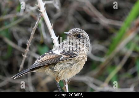 Gros plan de Common Stonechat Banque D'Images