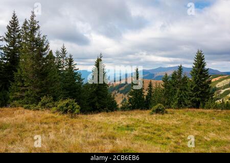 forêt d'épinette sur la prairie à flanc de colline. herbe colorée en automne. collines se déroulant au loin. journée nuageux Banque D'Images