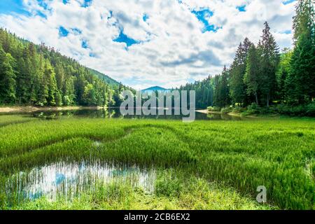 paysage autour du lac en montagne. forêt d'épicéa sur la rive. réflexion dans l'eau. temps ensoleillé avec nuages sur le ciel bleu Banque D'Images