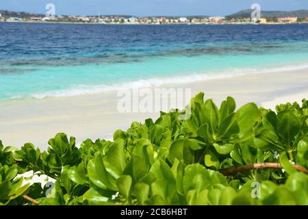 Plage à Klein Bonaire Island, Antilles néerlandaises, Caraïbes. Banque D'Images