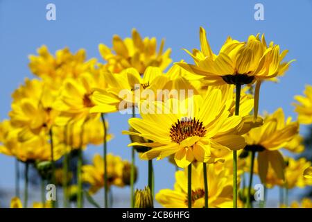 Heliopsis 'sommersonne', Faux tournesol Banque D'Images