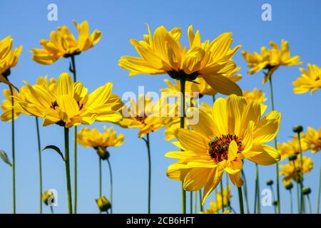 Heliopsis helianthoides var. Scabra 'sommersonne', Faux tournesol Banque D'Images