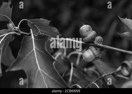 Deux glands sur une branche avec des feuilles de chêne, photo noir et blanc Banque D'Images