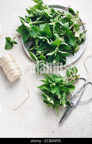 Plante de Melissa, feuilles fraîches parfumées de baume de citron, prête pour le séchage. Banque D'Images