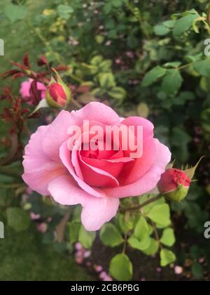 Gros plan d'une rose dans un jardin de roses anglais Banque D'Images