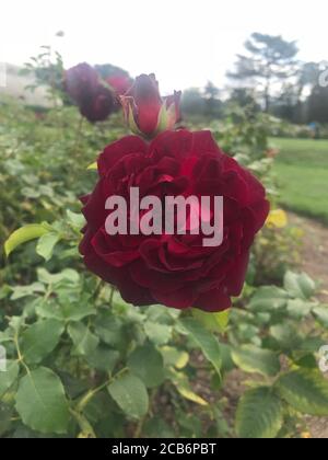 Rose rouge dans un jardin de roses britanniques Banque D'Images