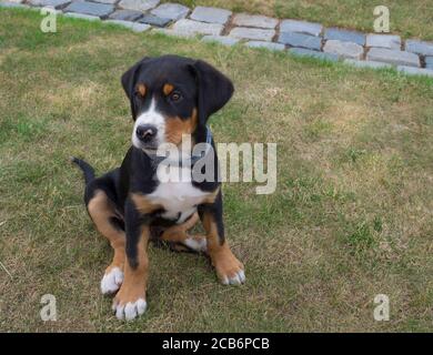 gros plan mignon chien de montagne suisse grand portrait de chiot assis dans l'herbe verte, foyer sélectif Banque D'Images