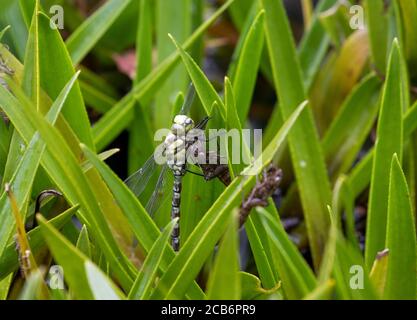 Libellule de Southern Hawker nouvellement apparue (femelle) Banque D'Images