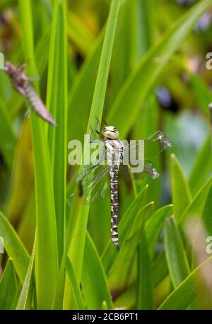 Libellule de Southern Hawker nouvellement apparue (femelle) Banque D'Images