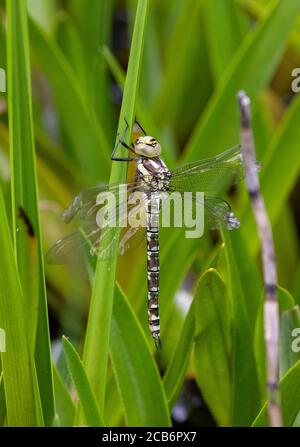 Libellule de Southern Hawker nouvellement apparue (femelle) Banque D'Images