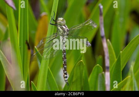 Libellule de Southern Hawker nouvellement apparue (femelle) Banque D'Images