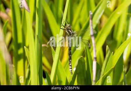 Libellule de Southern Hawker nouvellement apparue (femelle) Banque D'Images