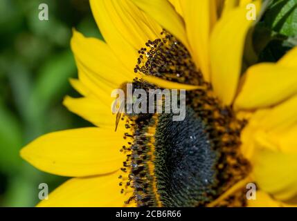 Abeille commune de Carder sur le tournesol Banque D'Images