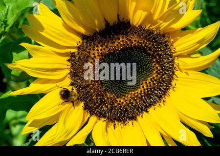 Abeille commune de Carder sur le tournesol Banque D'Images