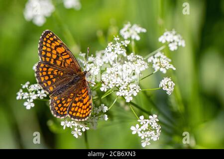 Fritillaire de bruyère (Melitaea athalia) sur persil de vache (Anthriscus sylvestris) Banque D'Images