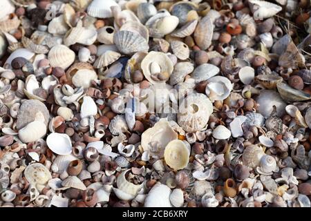 Mélange de coquillages sur une plage écossaise sur l'île de Mull, Inner Hebrides, Écosse Royaume-Uni Banque D'Images